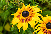 Rudbeckia hirta