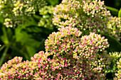 Sedum spectabile 'Carmen'