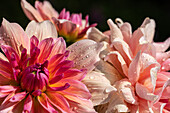 Dahlia Decorative