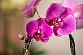 Phalaenopsis 'Cascade'