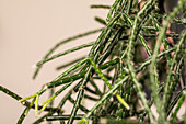 Rhipsalis pilocarpa