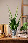 Sansevieria kirkii 'Friends'