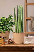 Sansevieria cylindrica 'Skyline'