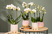 Phalaenopsis, white