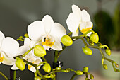 Phalaenopsis multiflora, weiß