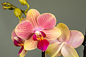 Phalaenopsis, zweifarbig