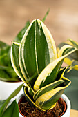 Sansevieria trifasciata 'Hahnii Jade Pagoda'