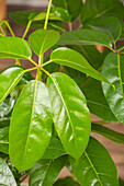 Schefflera arboricola 'Amate'