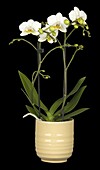 Phalaenopsis multiflora, white