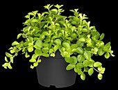 Peperomia rotundifolia