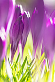 Crocus vernus, violett