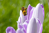 Bee on crocus