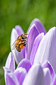 Biene an Krokusblüte