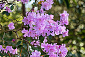 Rhododendron 'Praecox'