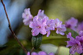 Rhododendron 'Praecox'