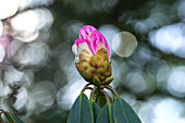 Rhododendron flower bud