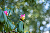 Rhododendron - opening flower