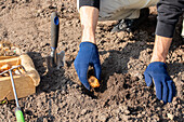 Planting flower bulbs