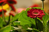 Gerbera, red