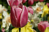 Tulipa, rosa