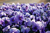 Viola cornuta, violett