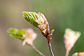 Fagus sylvatica