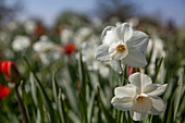 Narcissus, white