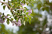 Syringa vulgaris, lila