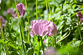 Tulipa, rosa