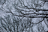 Branches in the evening