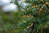 Taxus baccata