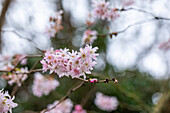 Prunus subhirtella 'Fukubana'