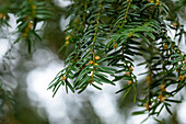 Taxus baccata