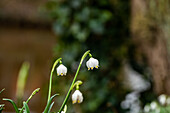 Leucojum vernum