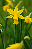 Narcissus pseudonarcissus, gelb