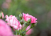 Dwarf rose, pink