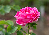 Rosa 'Duchess of Connaught'