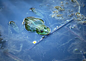 Frog in the pond