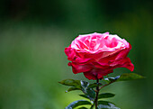 Rose, bicoloured