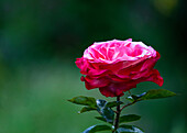 Hybrid Tea Rose, bicoloured