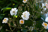 Rosa "Bellissima" Kuhn, E. found