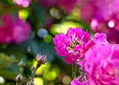 Rosa multiflora 'Bordeaux'