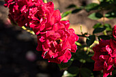 Climbing rose, red