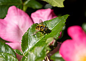 Hoverfly