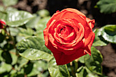 Noble rose, orange-red