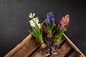 Early bloomers - Hyacinths in a wooden box