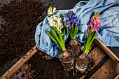 Early bloomer - Hyacinths in wooden box