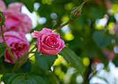 Rosa "Rosario" Roses Tantau 1993