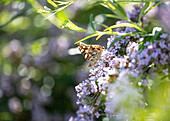 Schmetterling auf Flieder