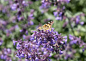 Butterfly on catmint